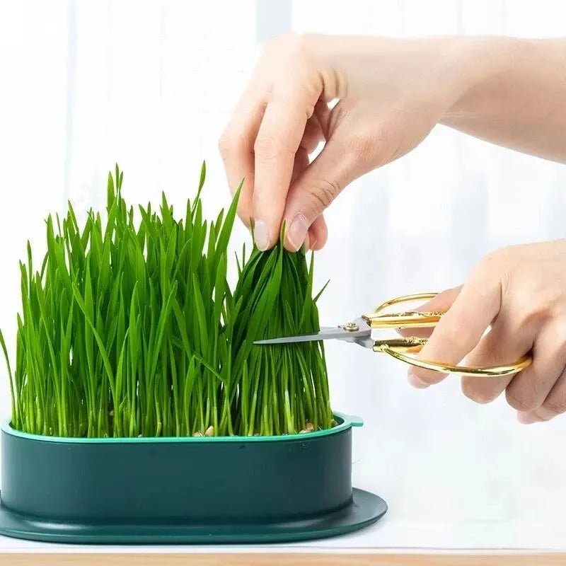 New Pet Cat Sprout Dish Growing Pot Hydroponic Plant Cat Grass Germination Digestion Starter Dish Greenhouse Grow Box